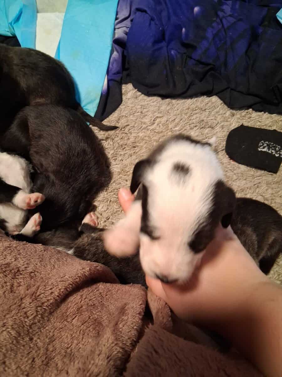 PITOODLE PUPPIES image 3