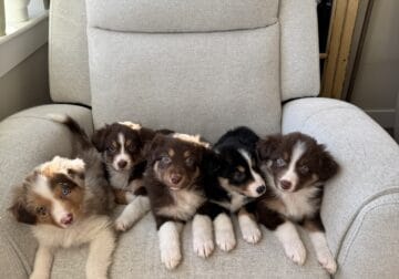 Australian Shepherd puppies ready for Christmas