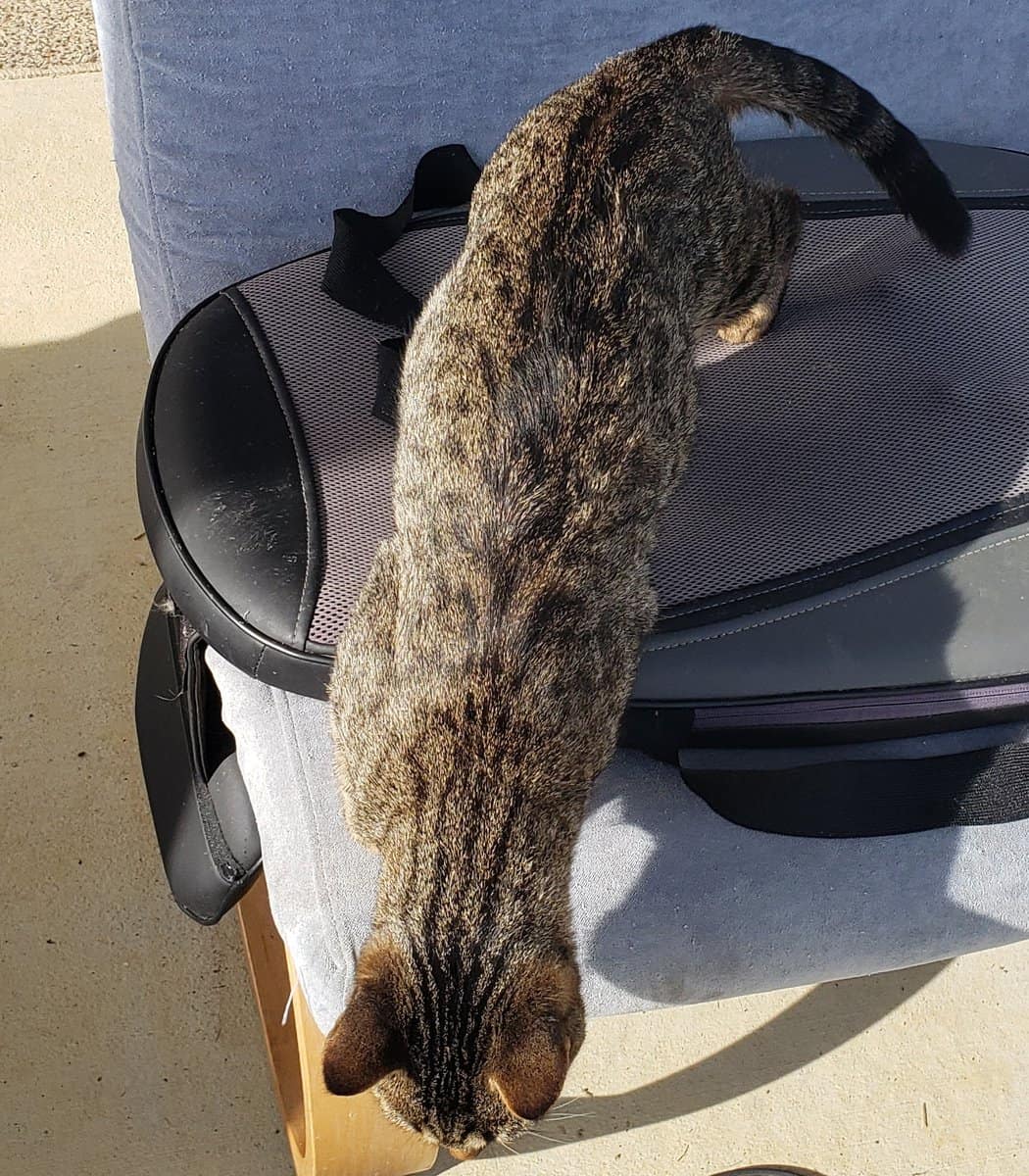 Cocoa, a Healthy and Fully Vaccinated Tabby image 9