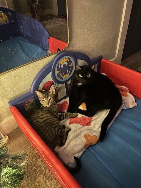 Gentle House Panther Needs His Forever Family image 4