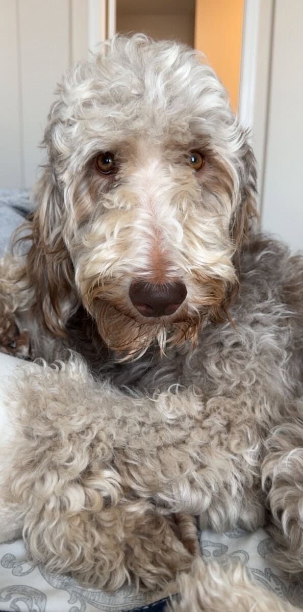 Stunning 3-Year-Old Goldendoodle | Calm & Loving image 2