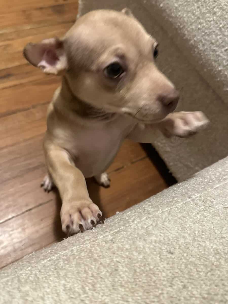 Meet Caramel image 2