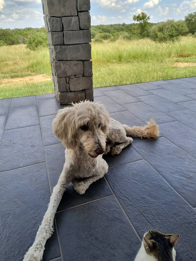 Goldendoodle (Female) image 4