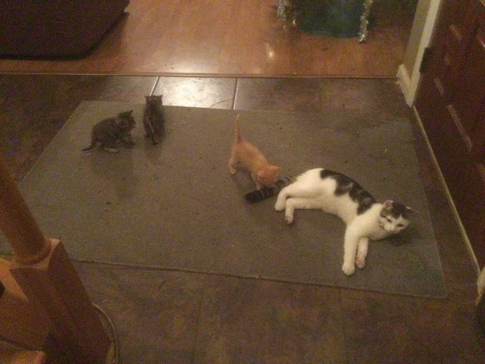 Kittens & Young Cats Need Homes image 1