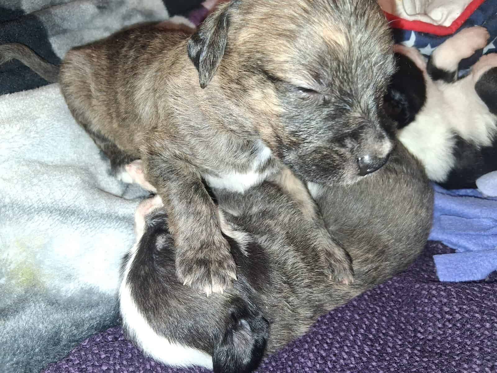PITOODLE PUPPIES image 16