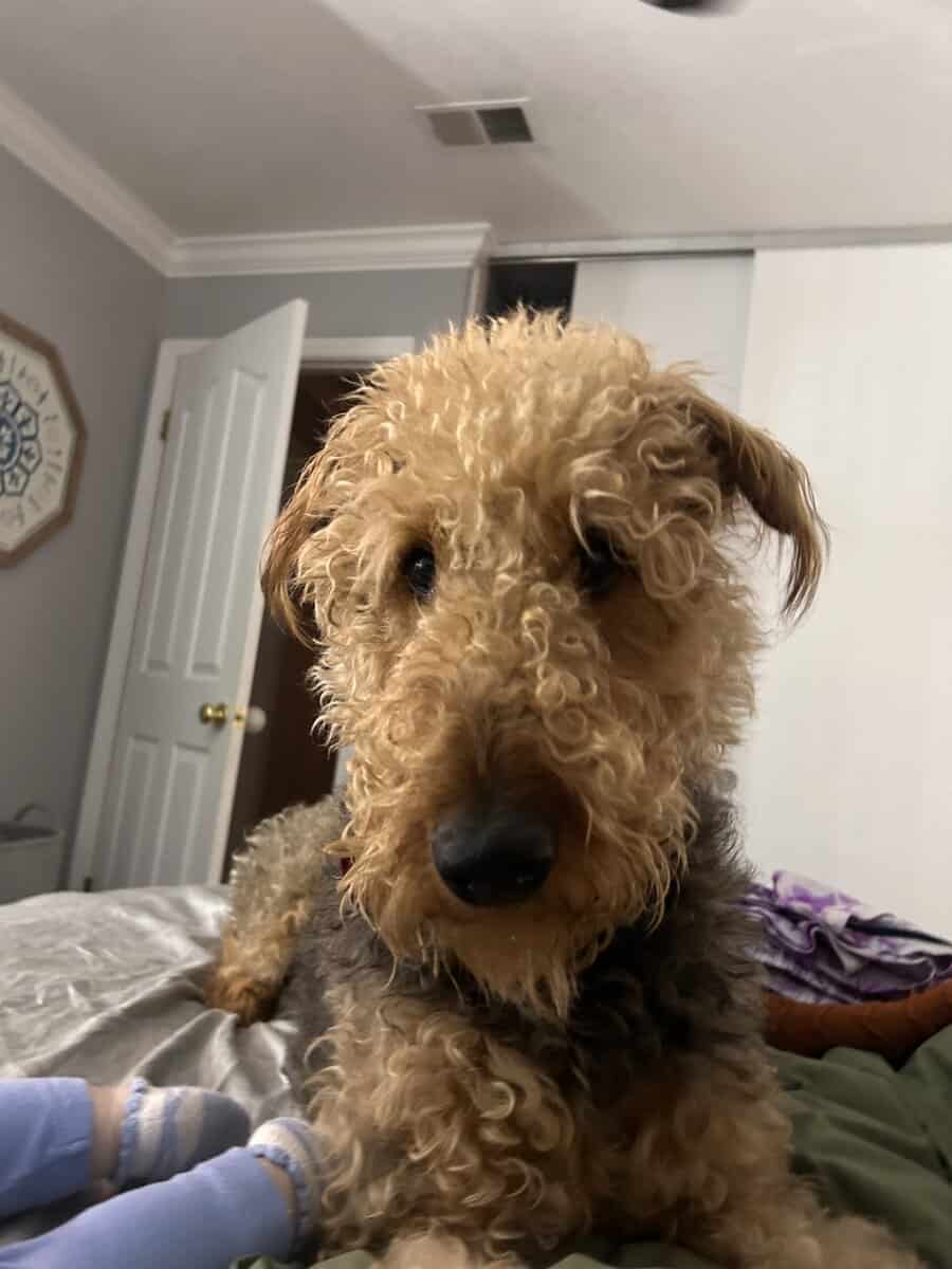 Airedale terrier image 5