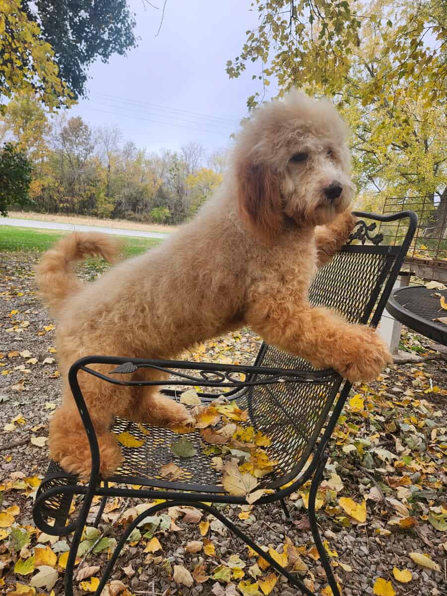 10 month Doodle image 1