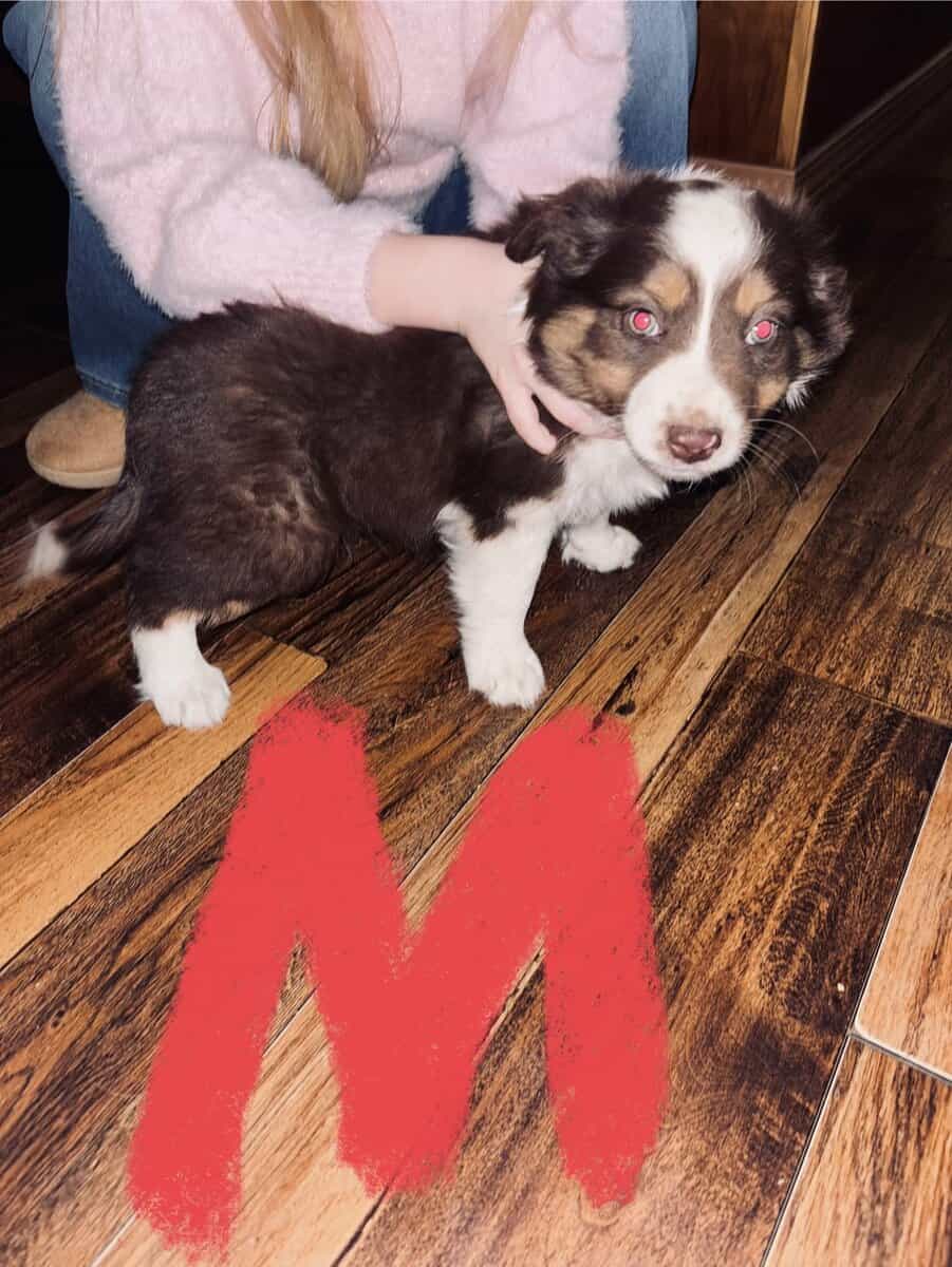Mini/toy Aussies image 1