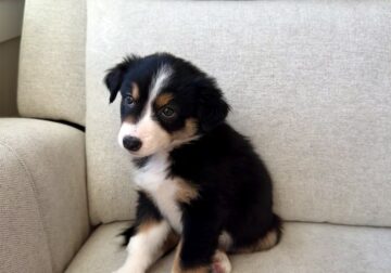 Black Tri Australiam Shepherd Puppy