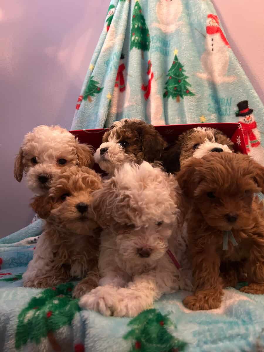 Puppies for Sale image 4