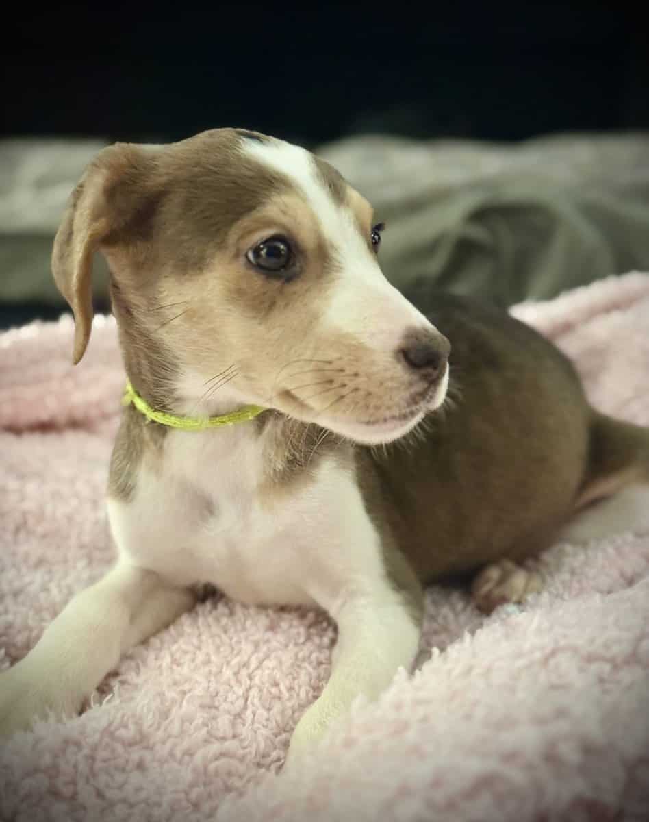 Beautiful Blue-Eyed & Merle Puppies image 4