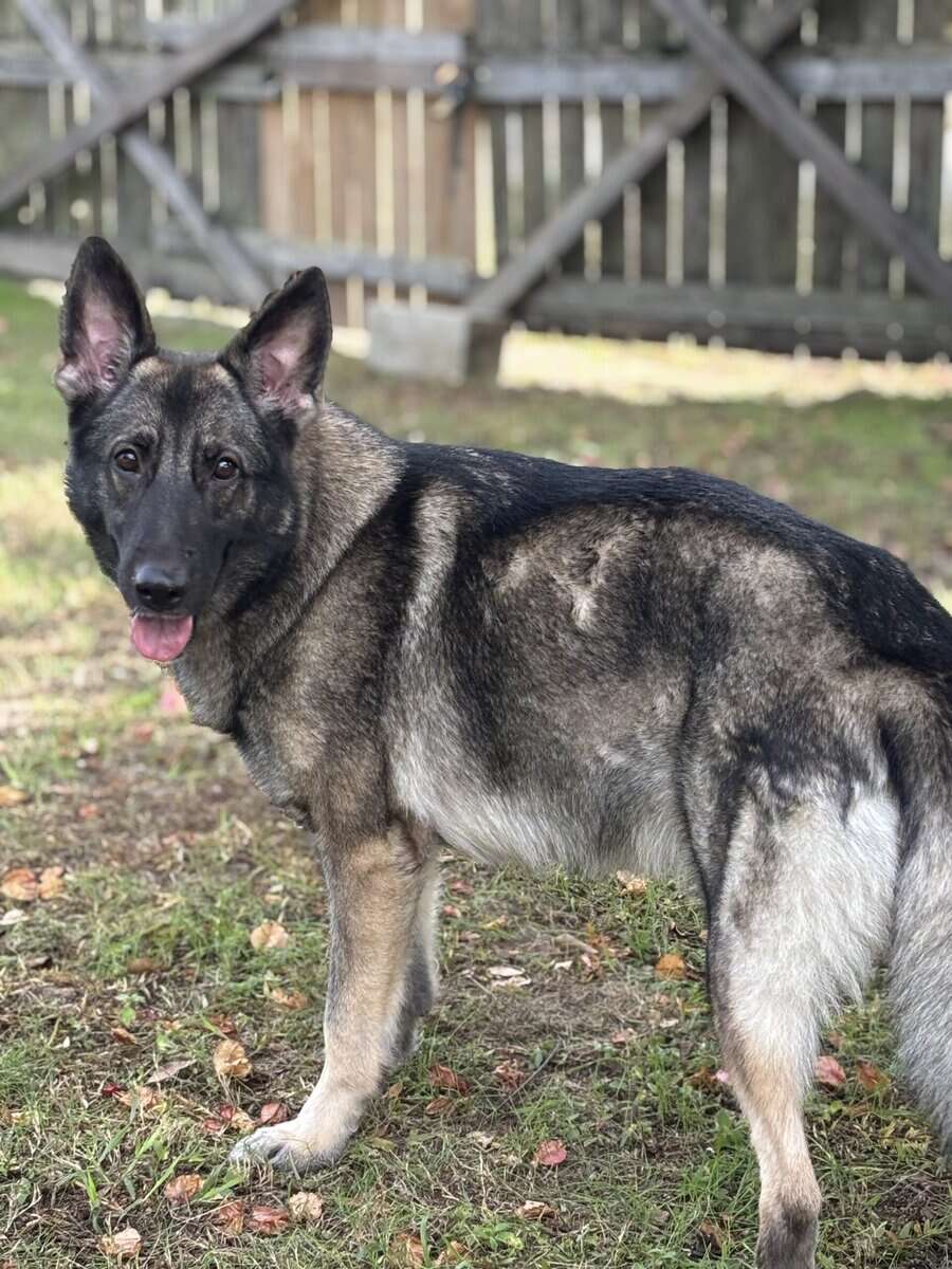 Full bred, German Shepherd puppies image 13