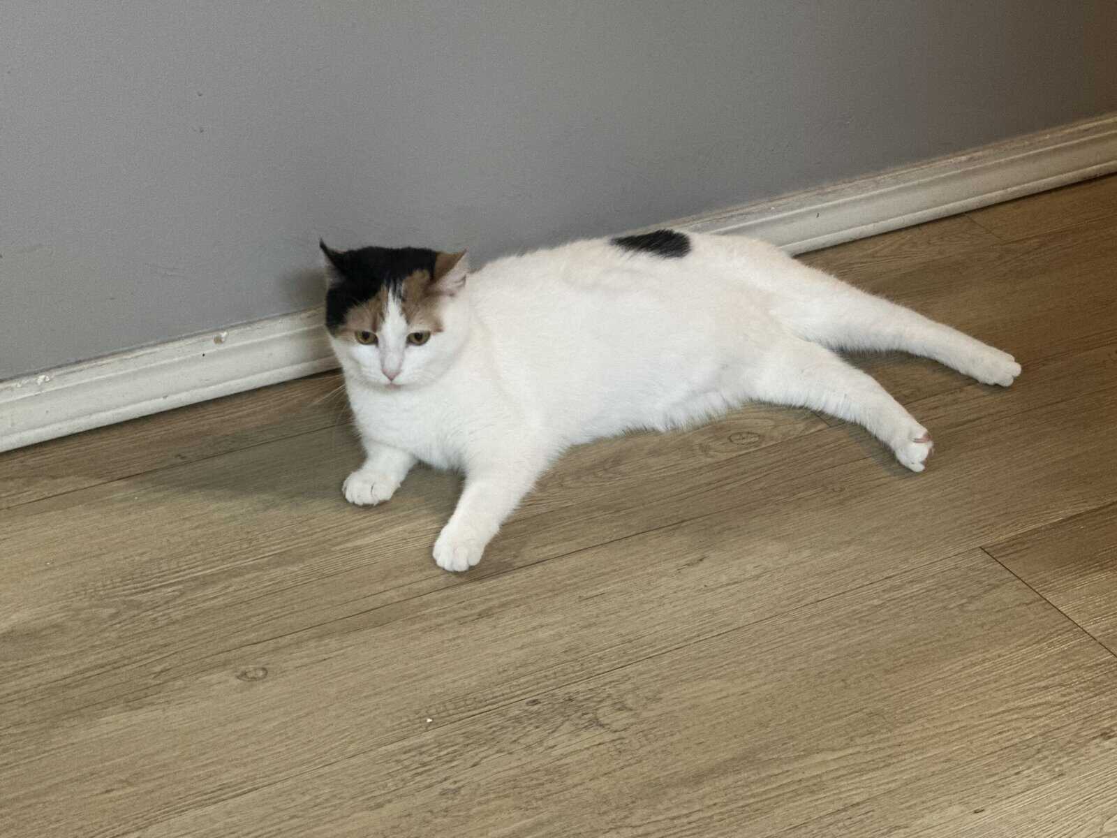 Manx Cat Femal for Sale image 5