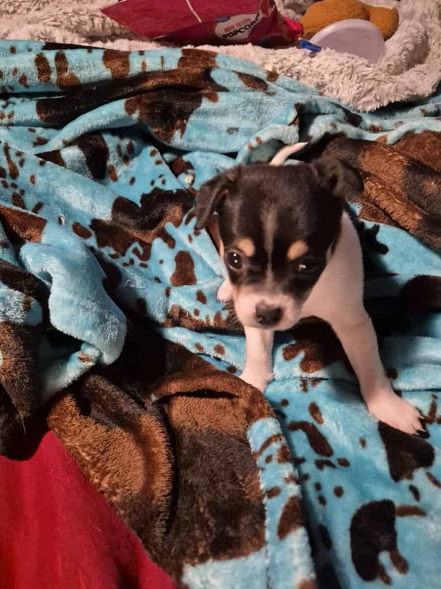 Chichuha puppies image 2
