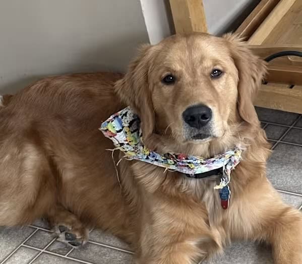 My name is Sammy! Golden Retriever 7 months image 1