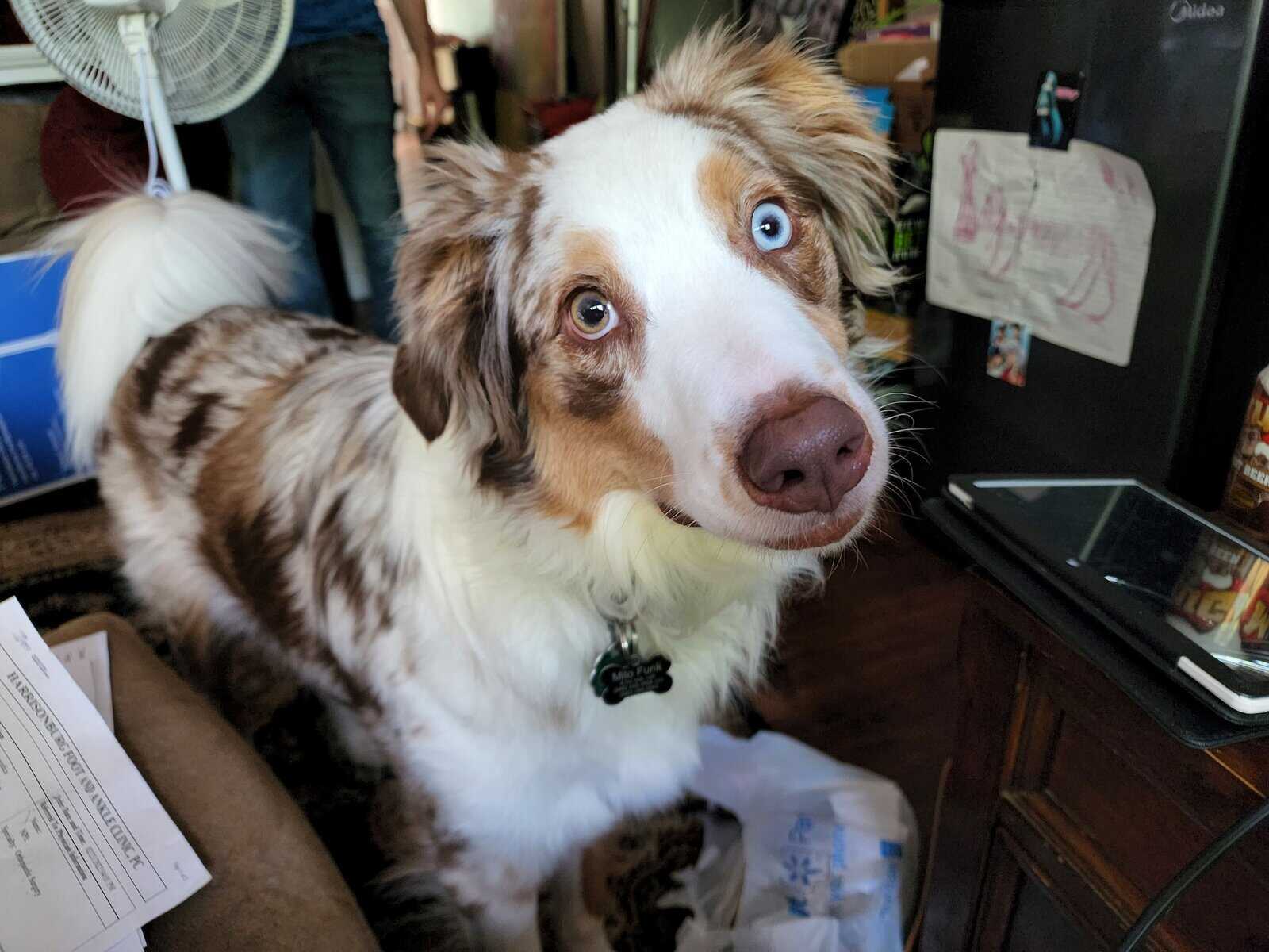 Fun happy Aussie needs home image 4