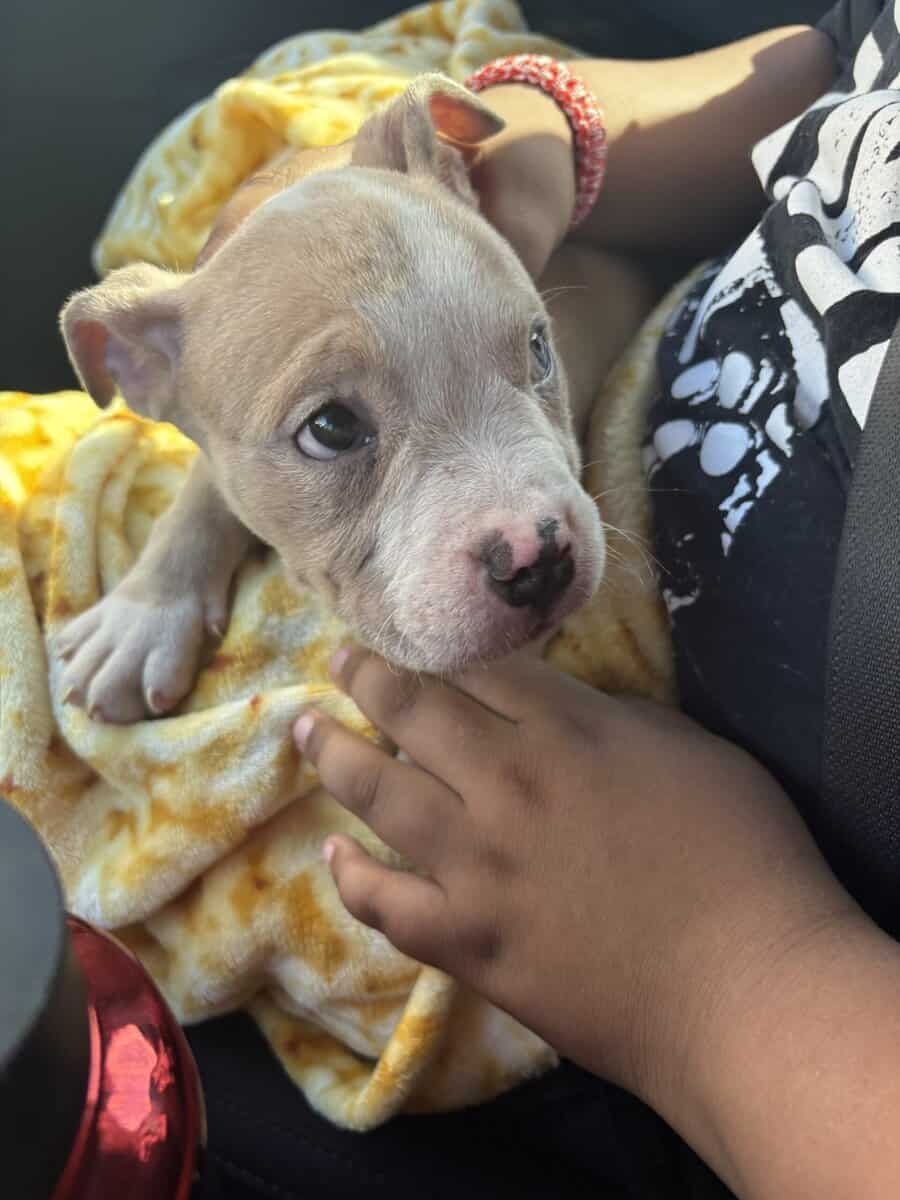 Pocket Bully looking for a home image 2