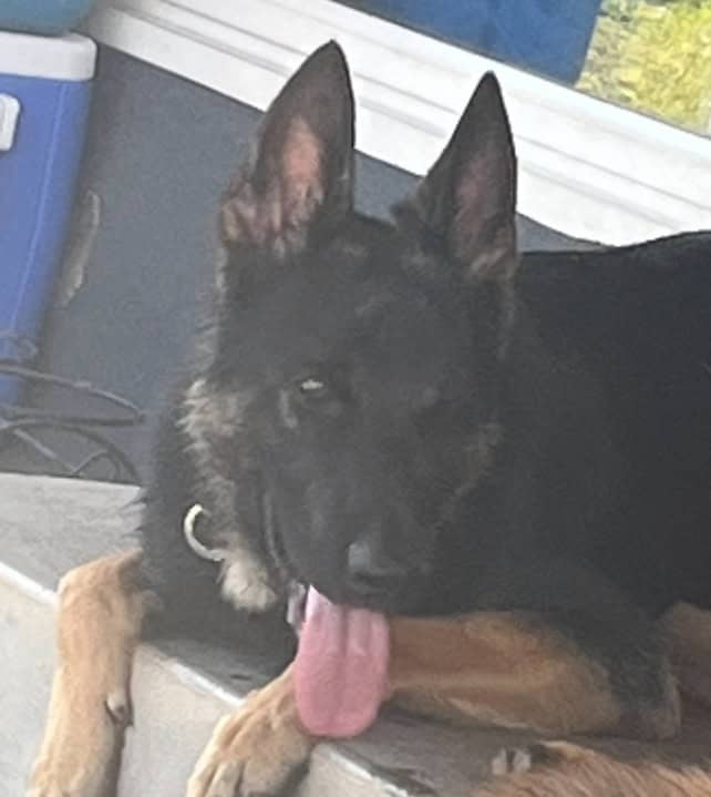 Max Belgian Shepherd image 3