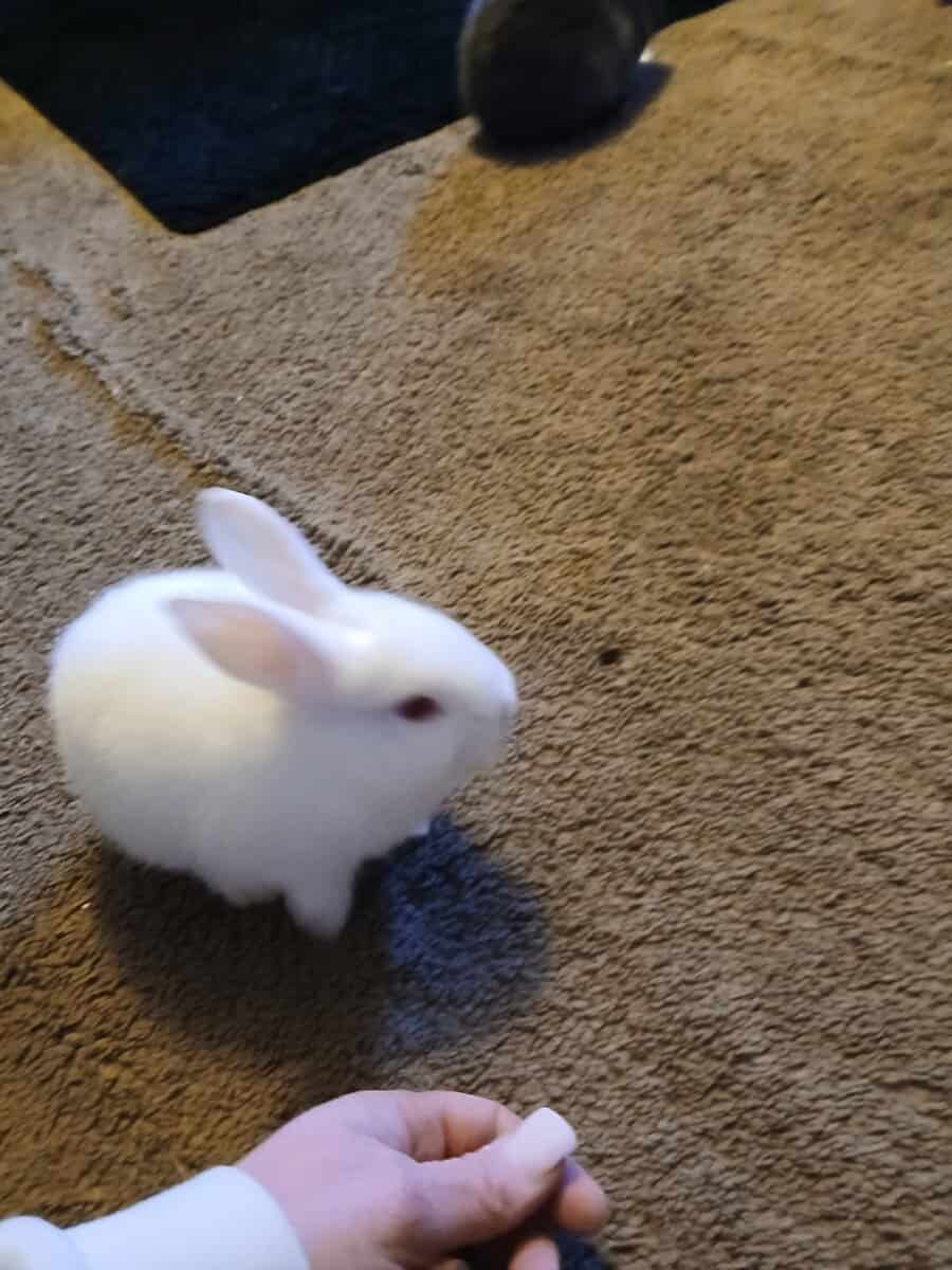 Albino Bunnies image 10