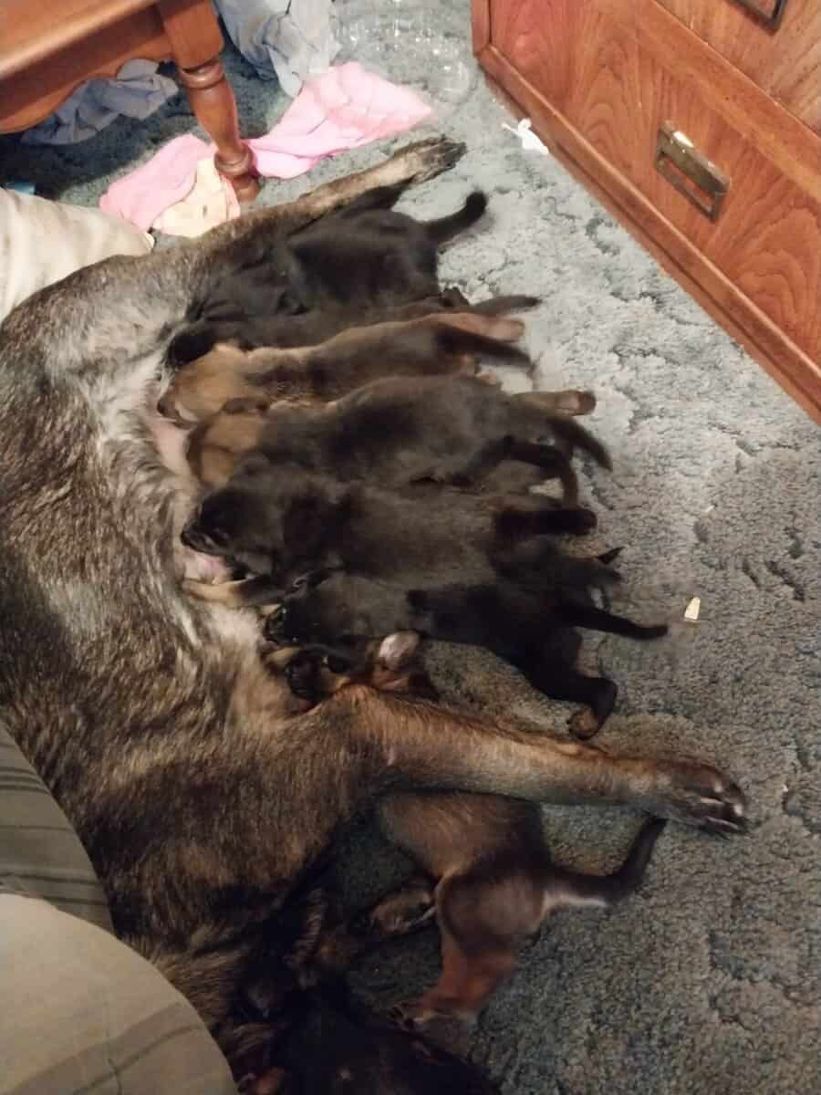 German shepherd puppies for sale image 2