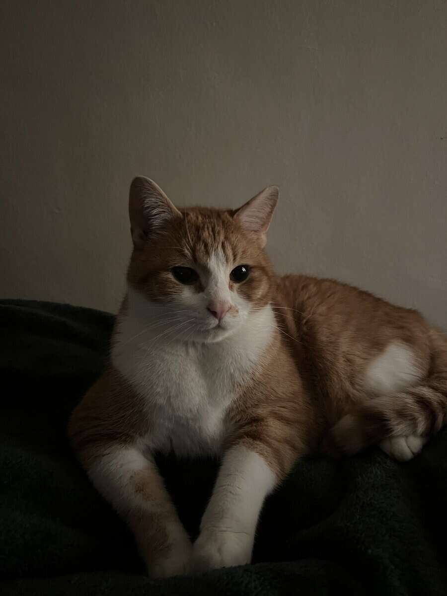 Orange Tabby for adoption image 3