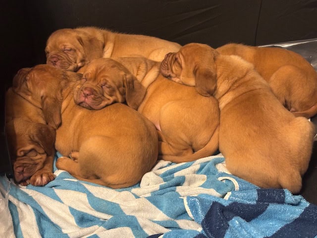 Champ BL/ 8 week old Dogue De Bordeaux pups image 2
