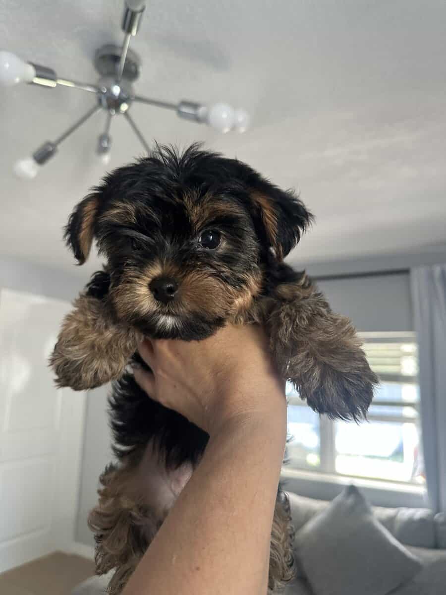 Yorkies image 2