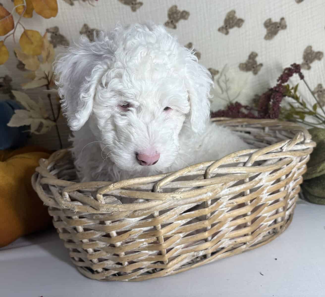 Mini Doodle puppies are looking for homes! image 6