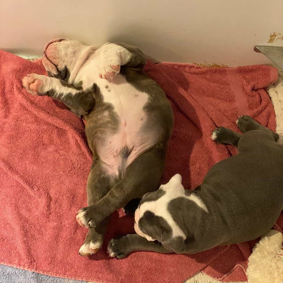 Old English Bulldog image 7