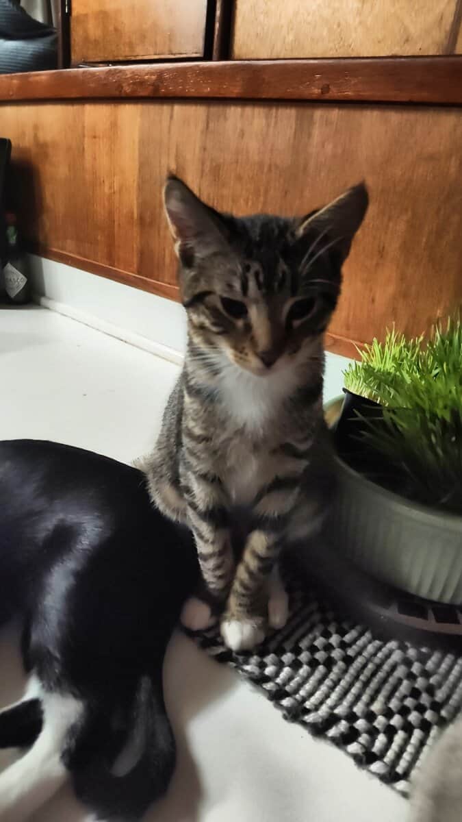 Healthy happy, teenage kittens. image 3