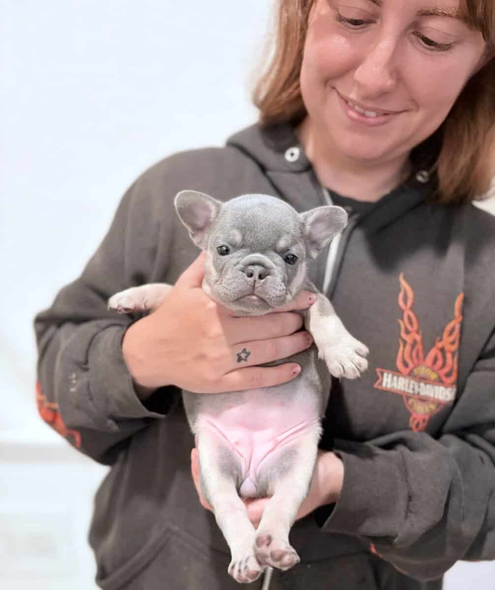Lilac French Bulldog Puppies – AKC 💜🐾 image 1