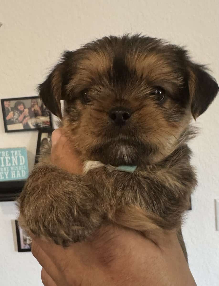 Shorkies (designer dogs) cross Shih Tzu & Yorkie image 2