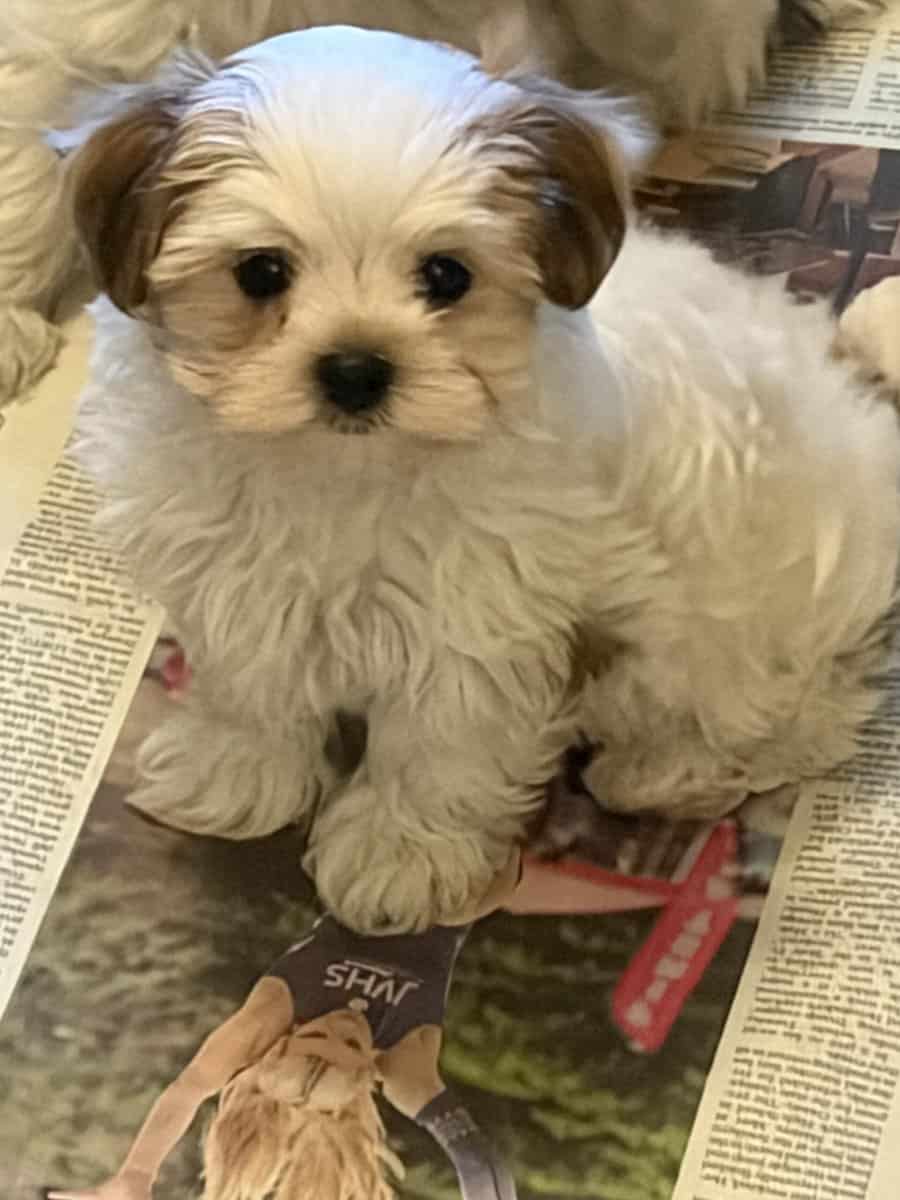 Maltese (Morkie) image 3