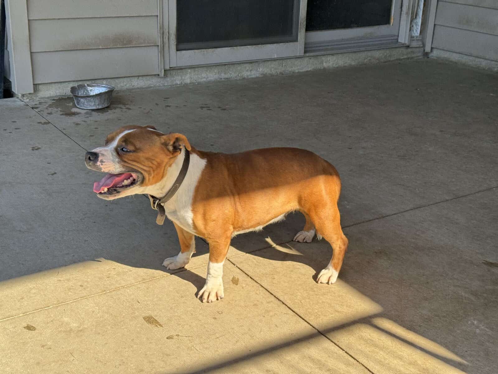 Staffordshire Bull Terrier for sale image 1