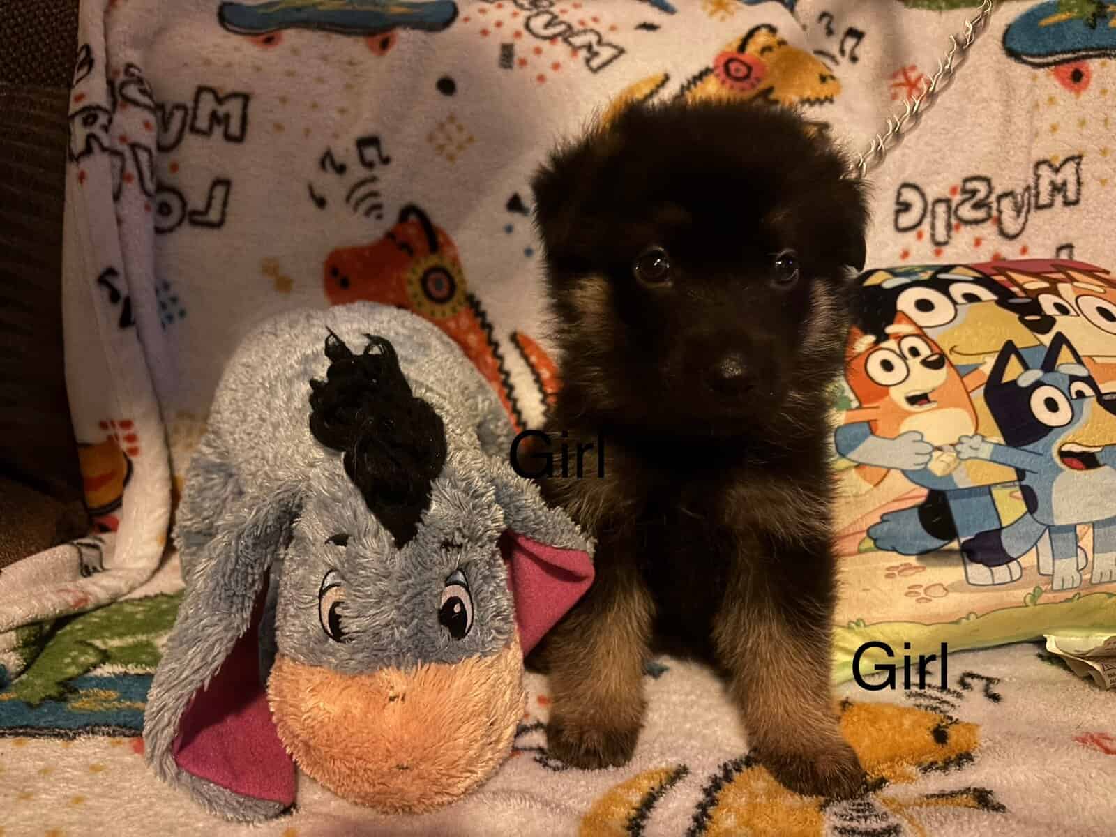 Full bred, German Shepherd puppies image 1