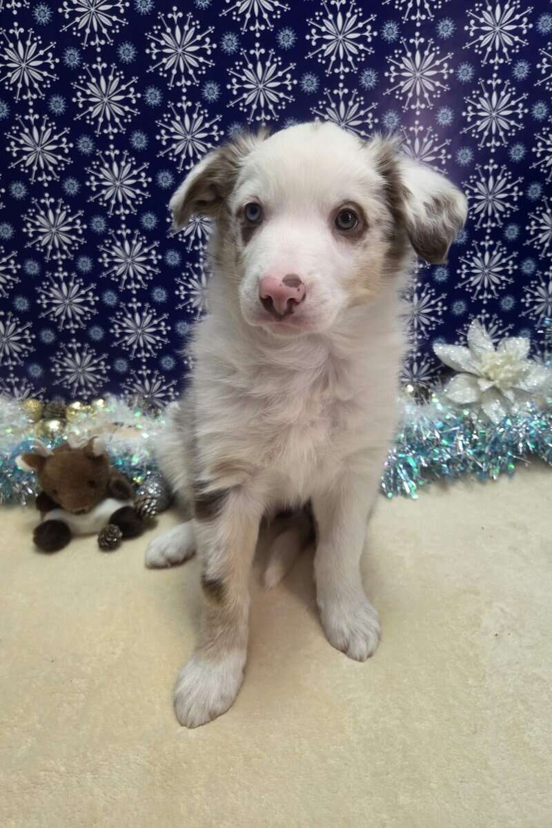 Border collie puppies image 9