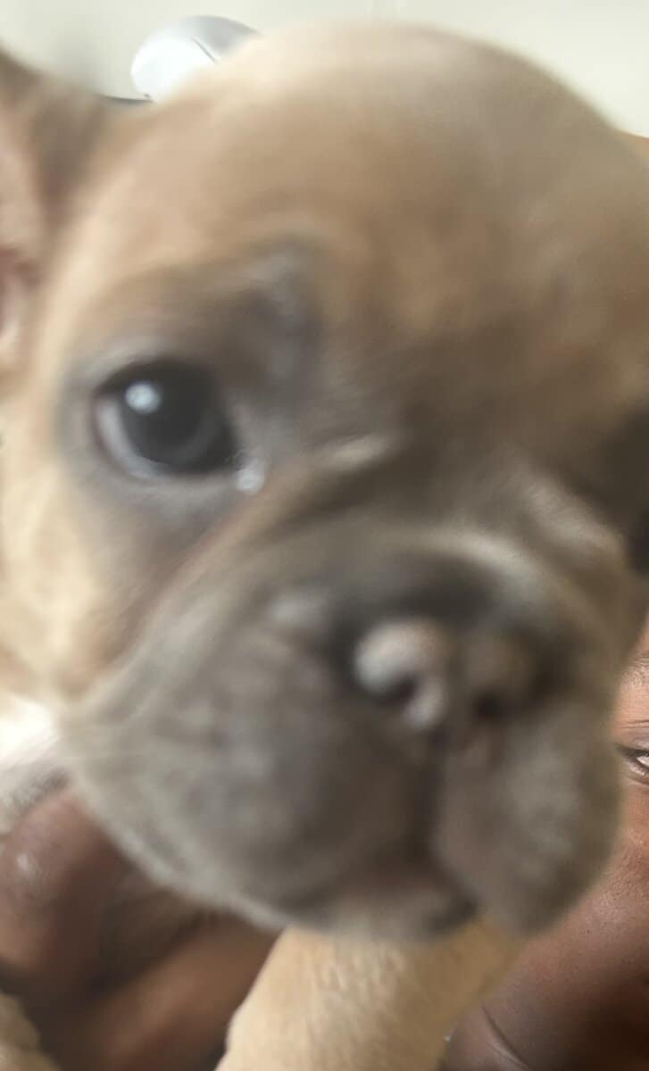 Give my 3 Frenchie’s forever homes! image 1