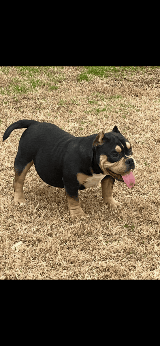 Male Tri Bully image 1