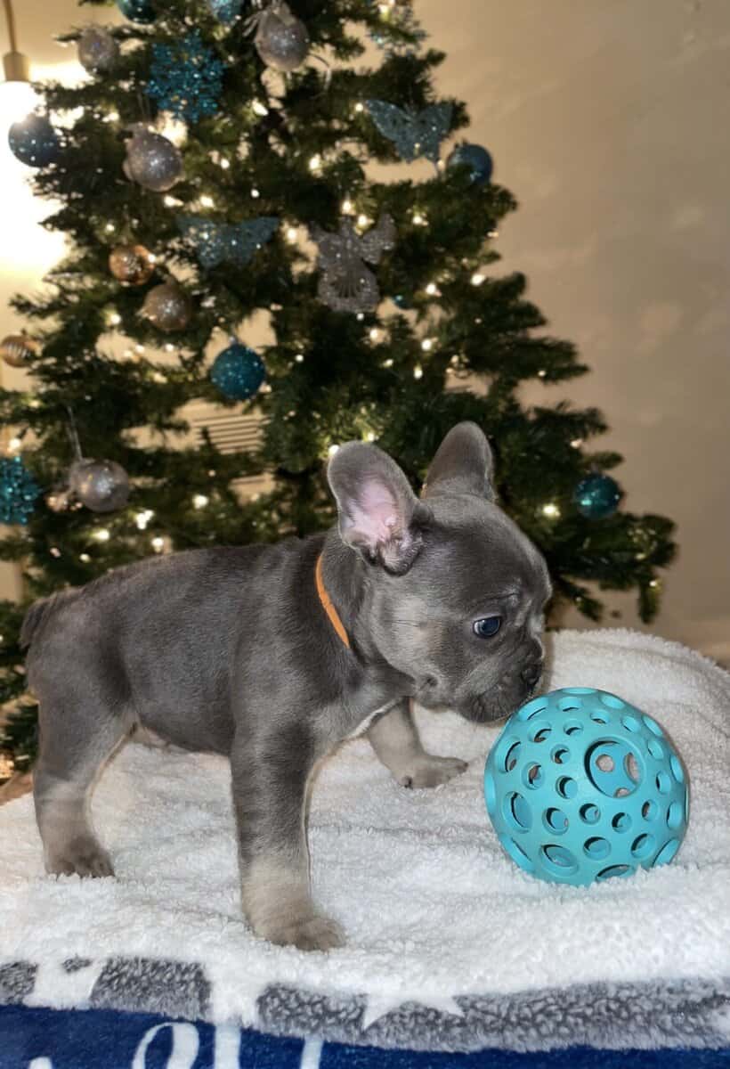 Kobe, French bulldog image 4