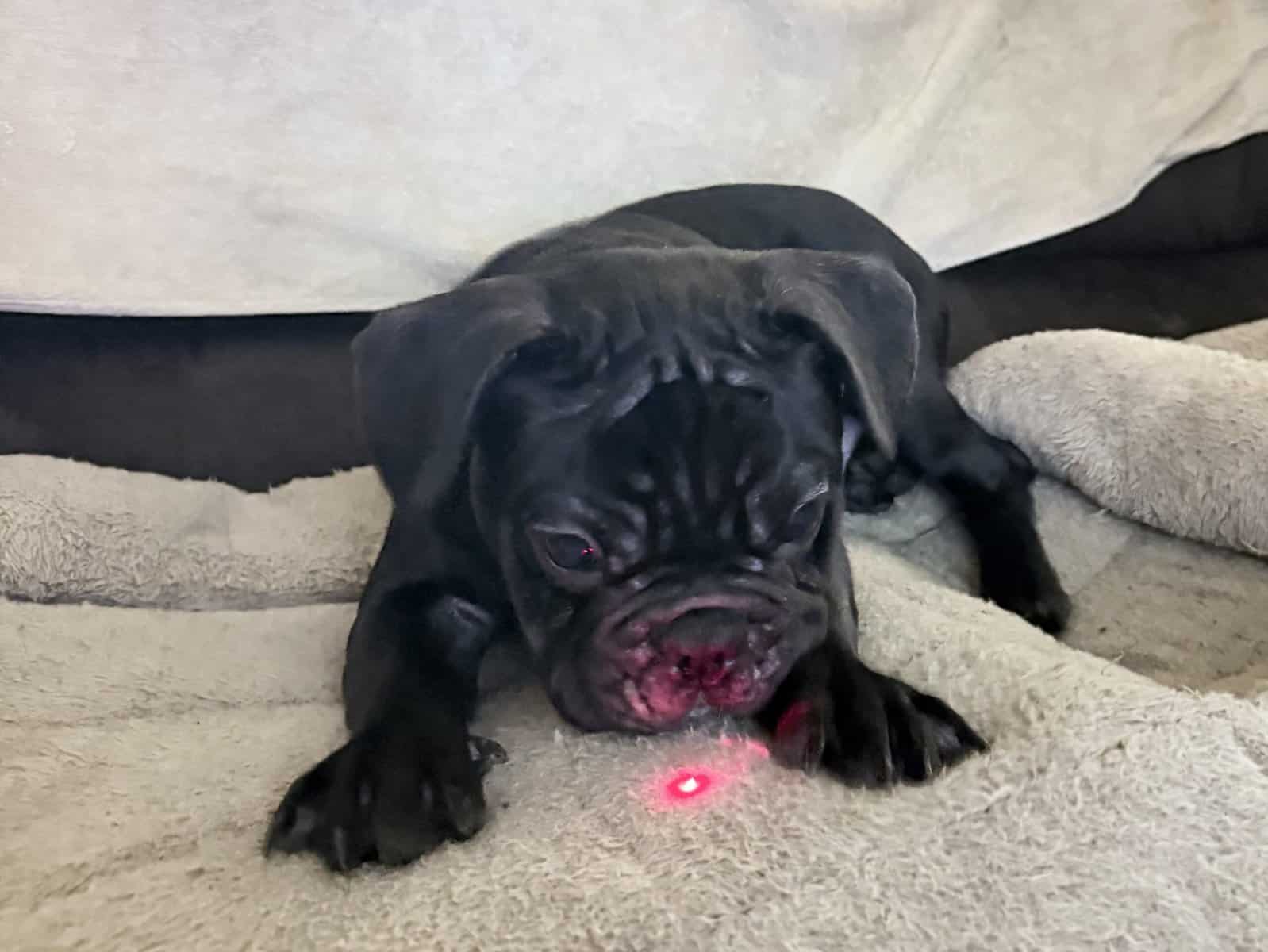 French Bulldog for sale “Gem” image 6