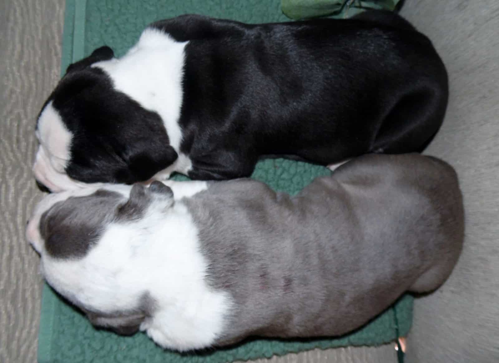 American Pitbull Terrier Mix Puppies image 10