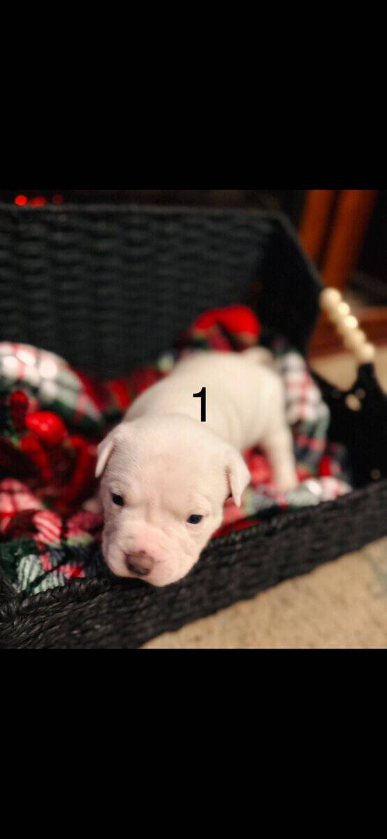 American pitbull terrier puppies for sale image 1