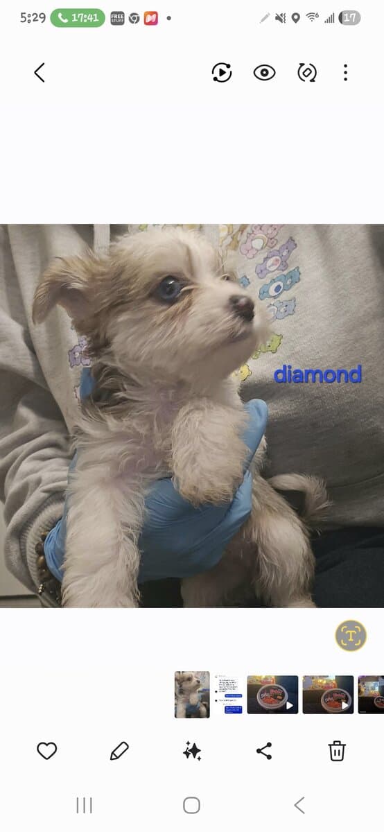 Female Yorkie Puppy image 1