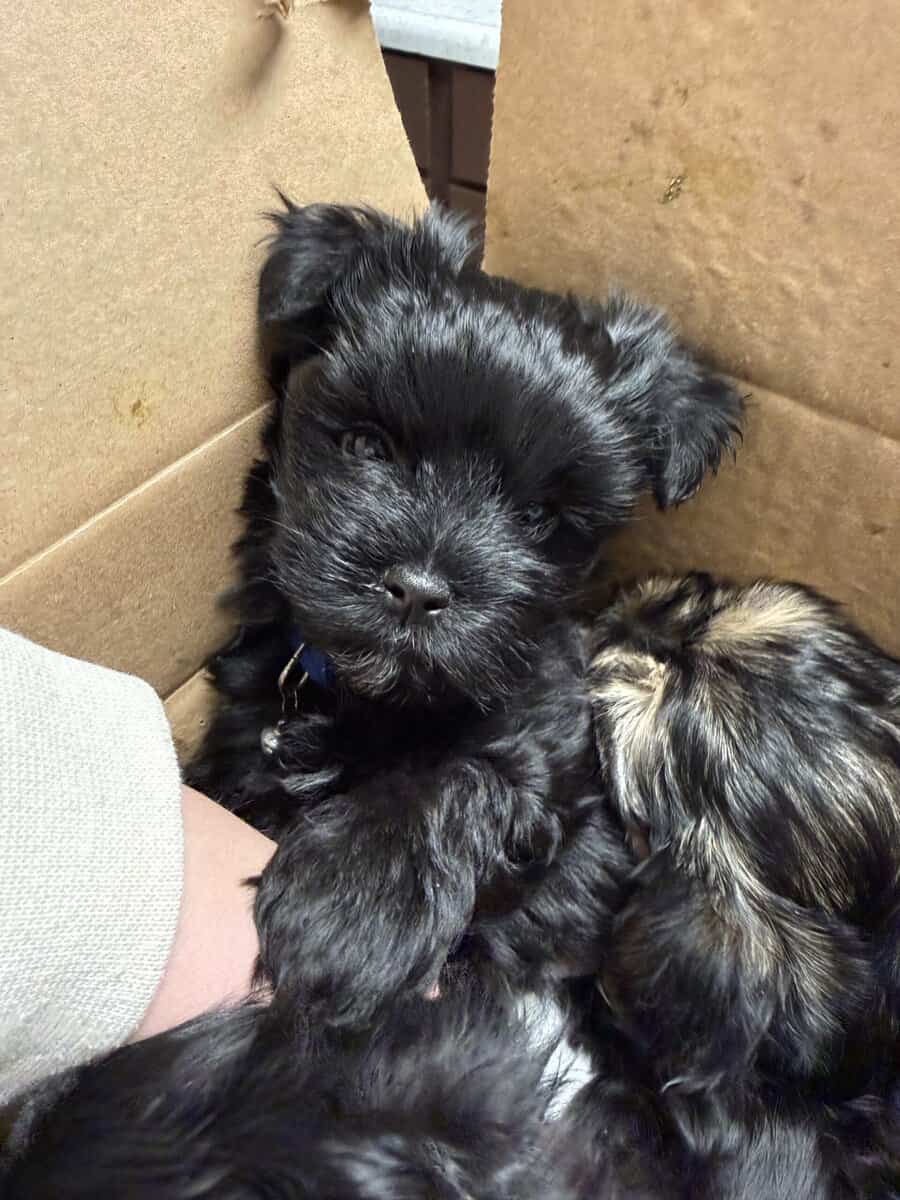 Morkie puppies image 2