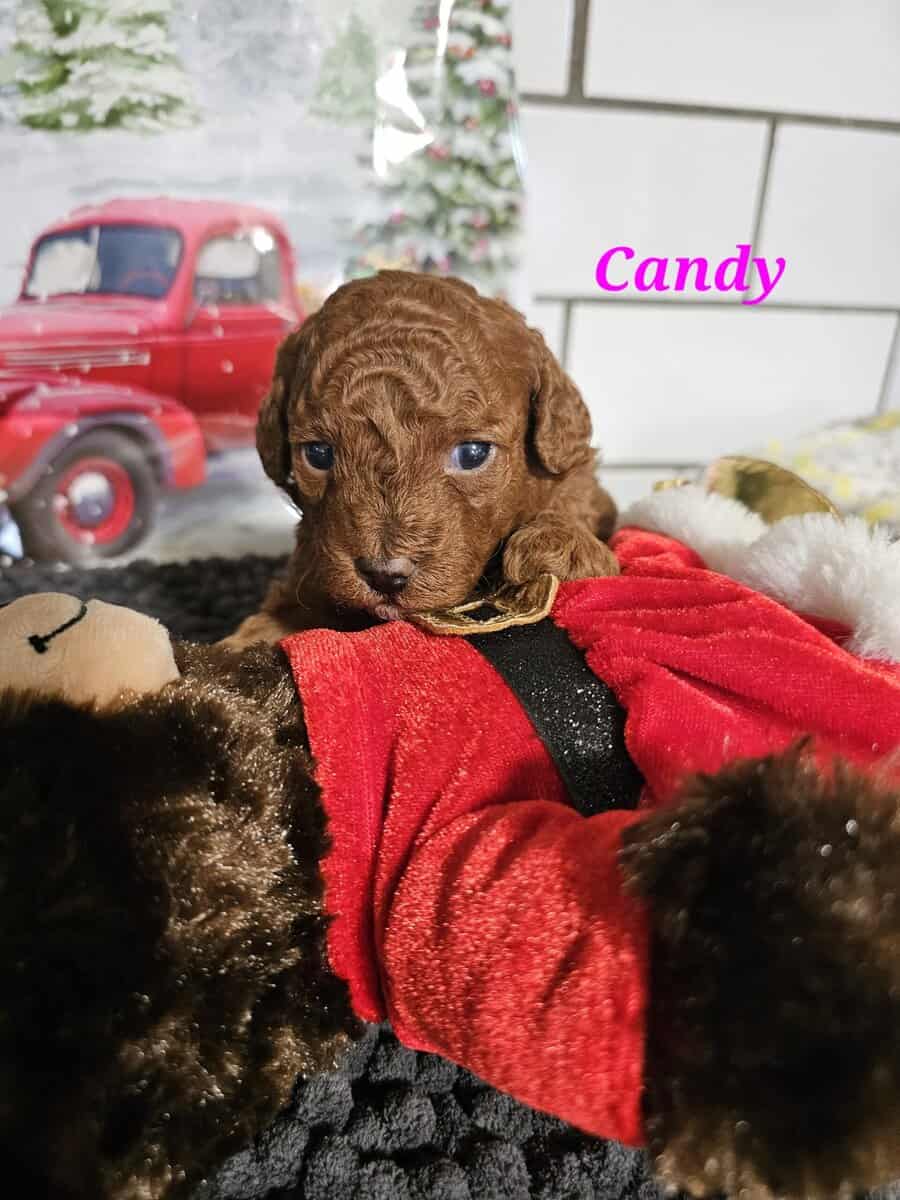 AKC Mini poodles image 1