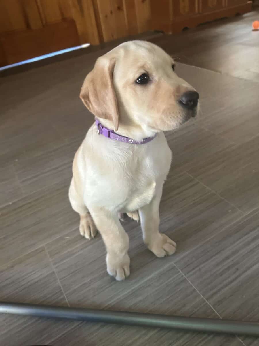 AKC Labrador Retriever Pups image 5