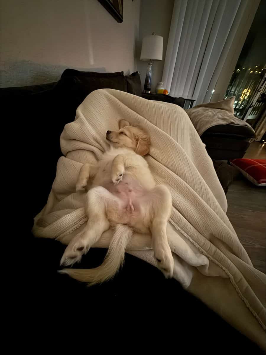 Miniature Golden Retriever Puppy image 5