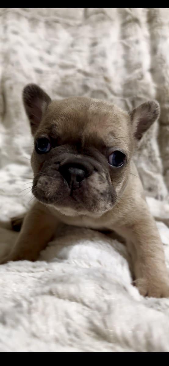 French Bulldog Puppies image 4