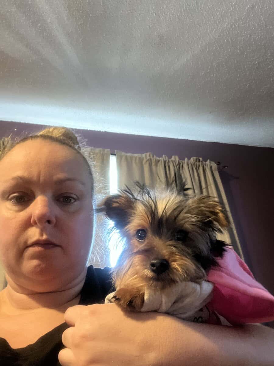 Purebred Yorkie puppies image 4