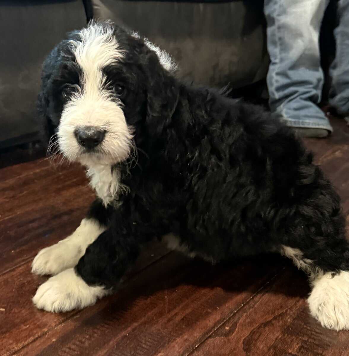 Bernedoodle Pups For Sale image 1